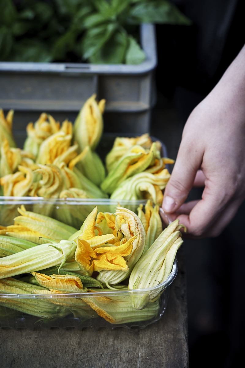 Fleurrs courgette bis