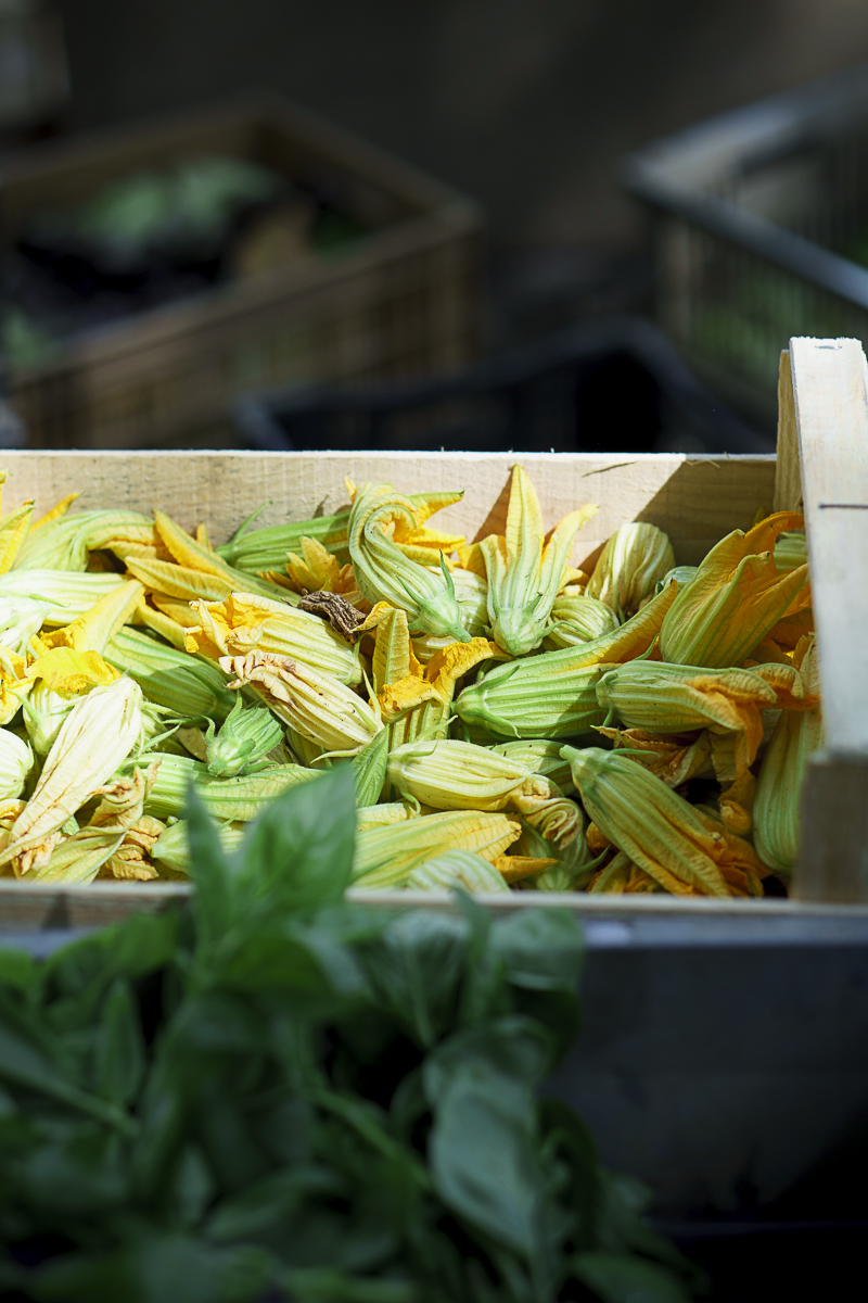 Fleurs courgette