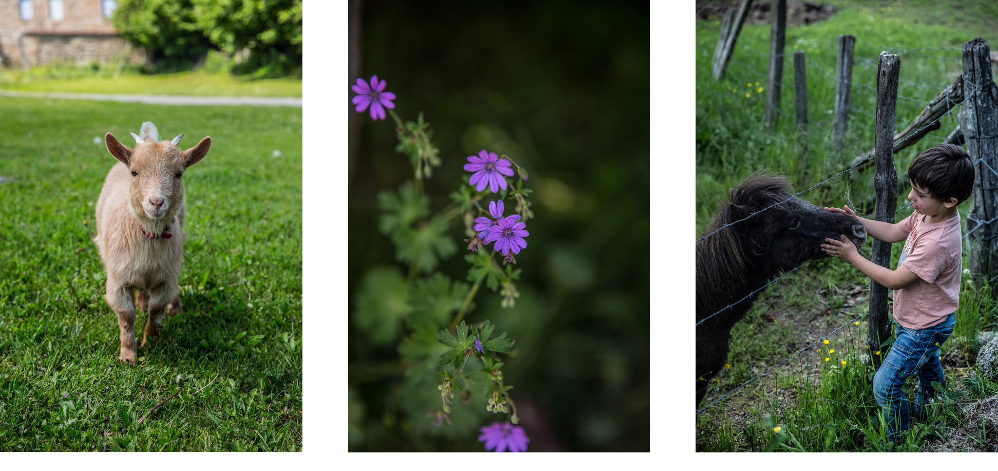 Les rutardises florales rutard