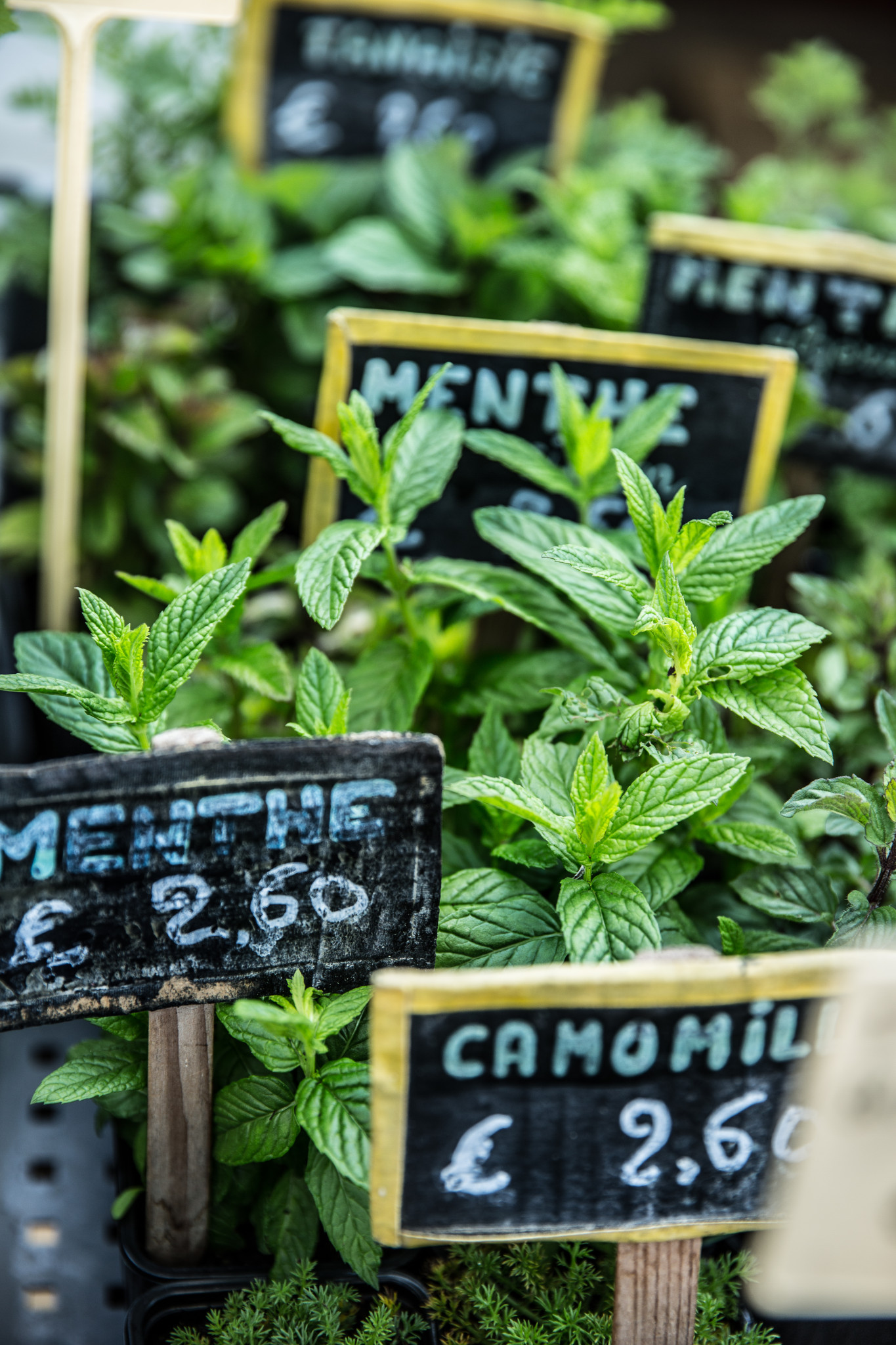 Marché montbrison herbes aromatique (1 sur 1)