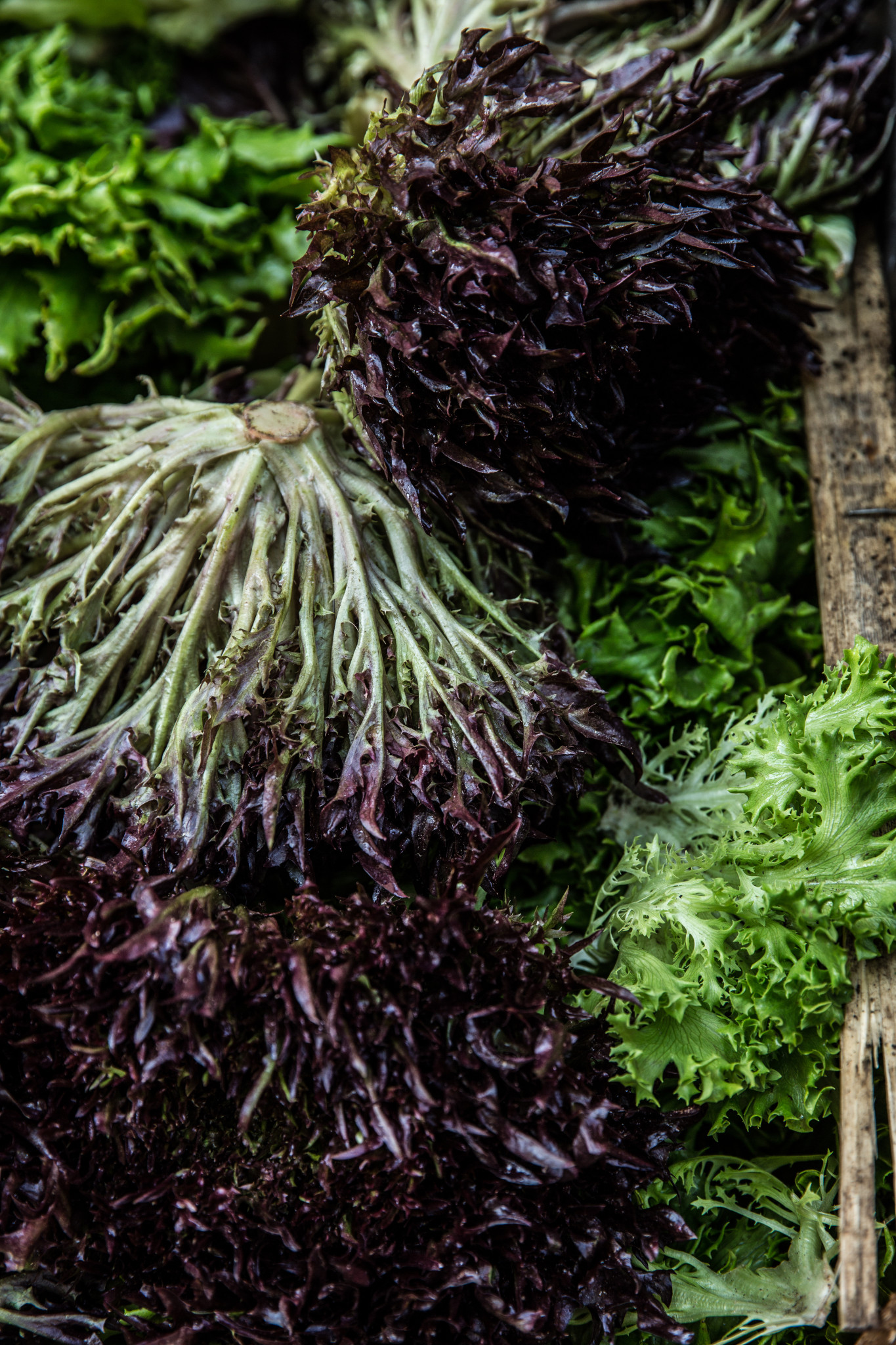 Marché montbrison salade frisée (1 sur 1)