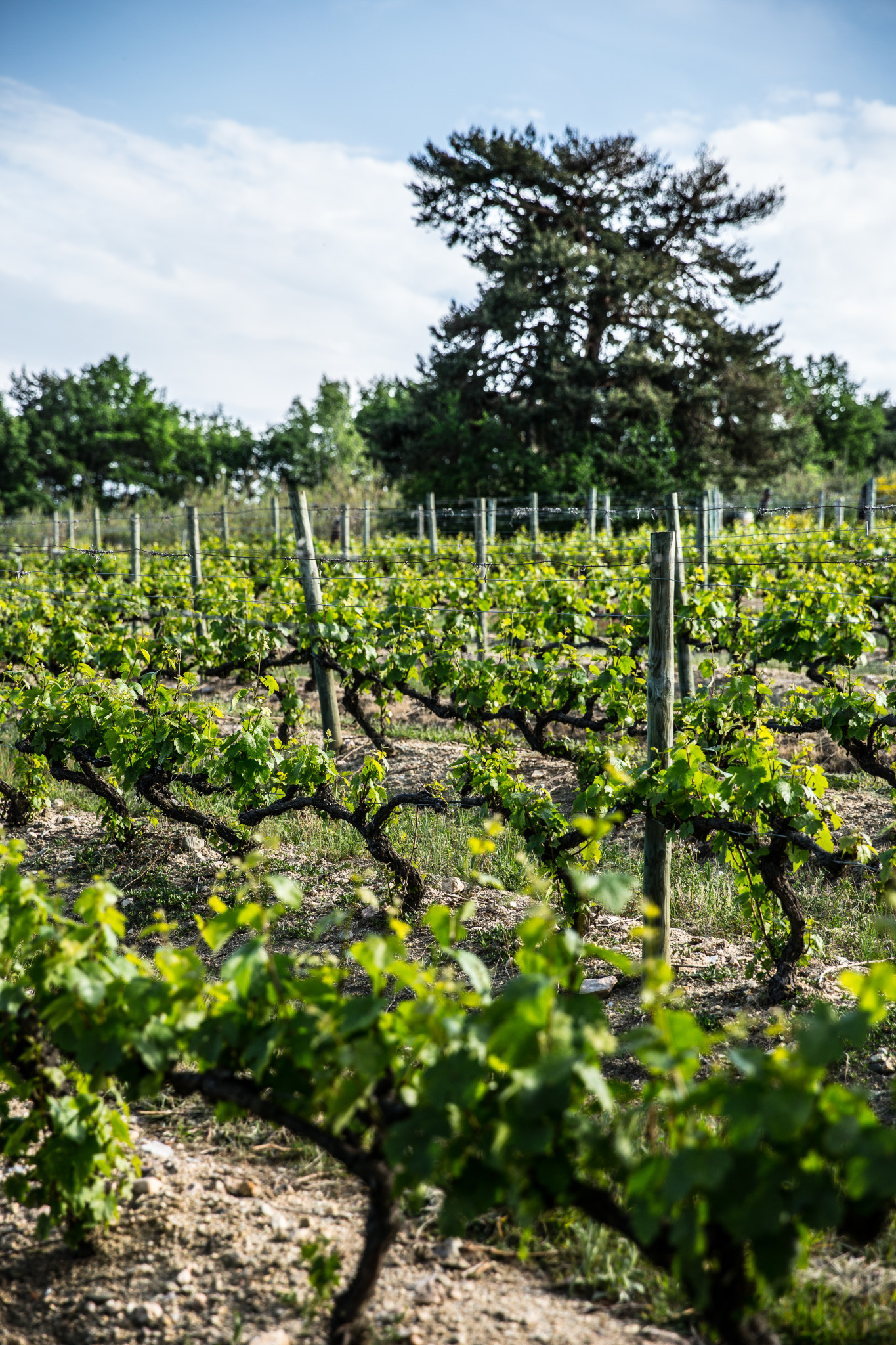 Vignes du chateau goutelas reumont (1 sur 1)