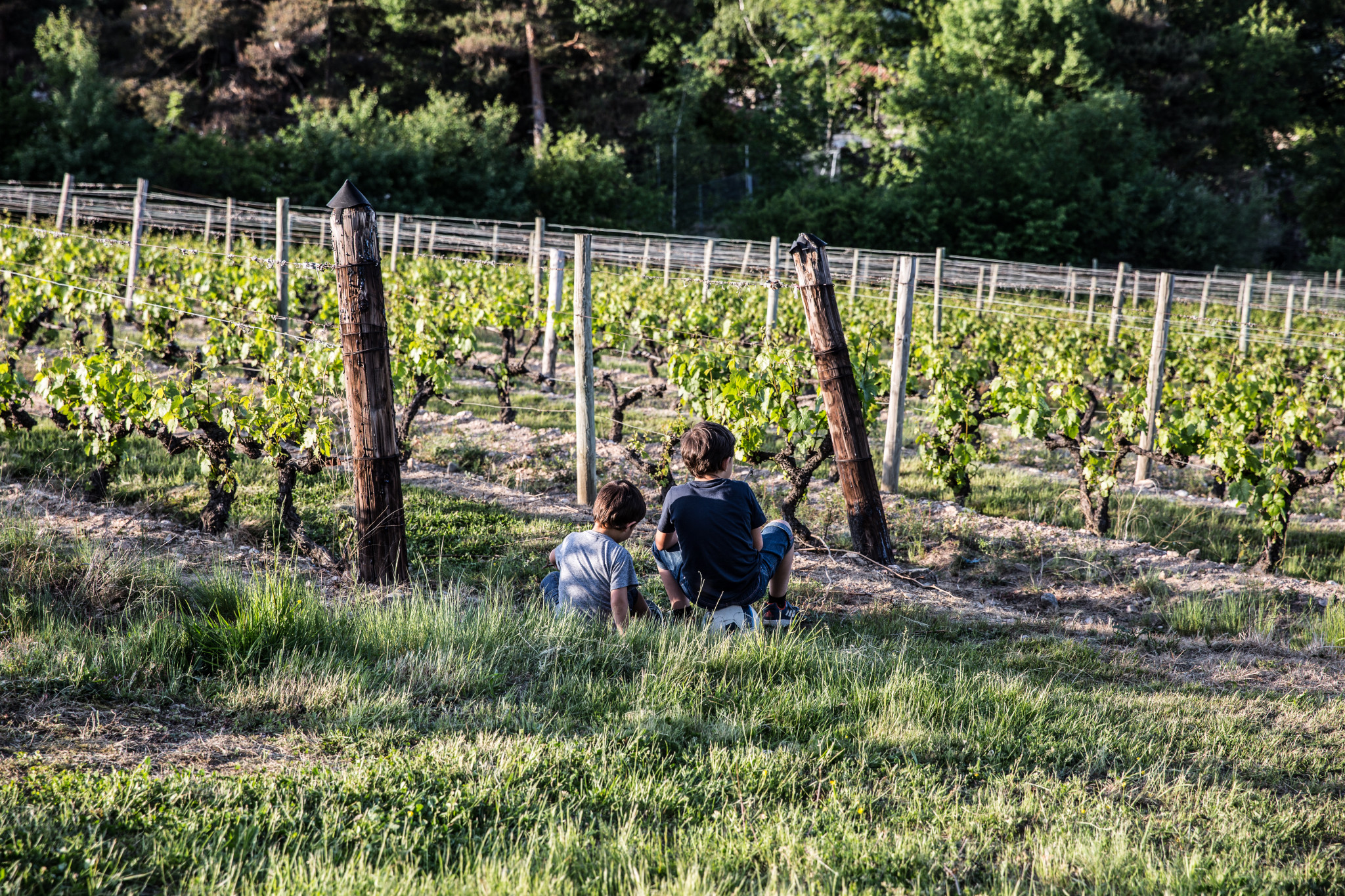 enfants vignes (1 sur 1)